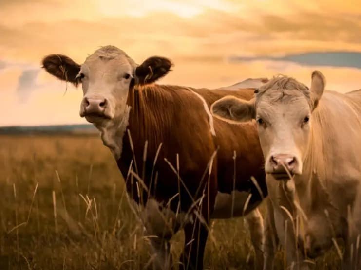 ProVeg International