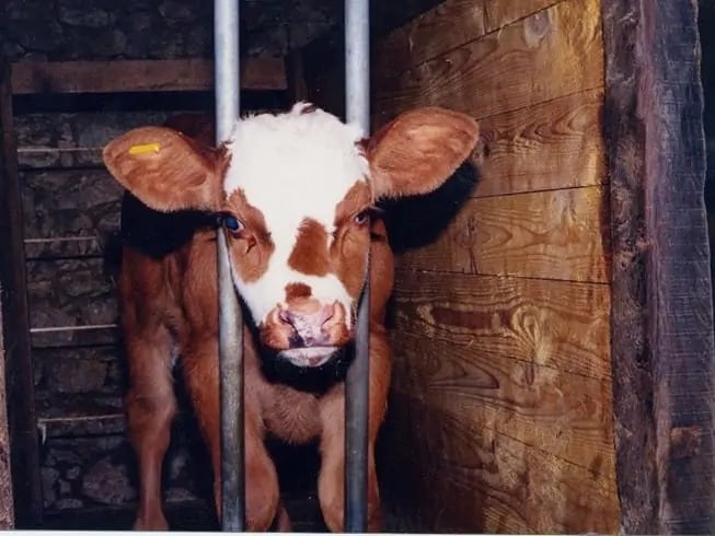 Compassion in World Farming