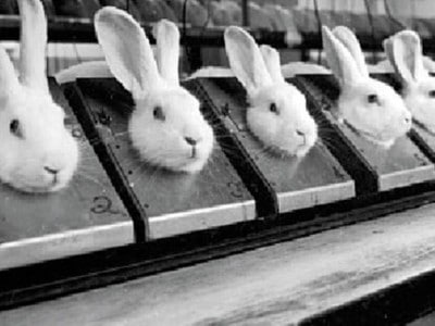 lapin de laboratoire
