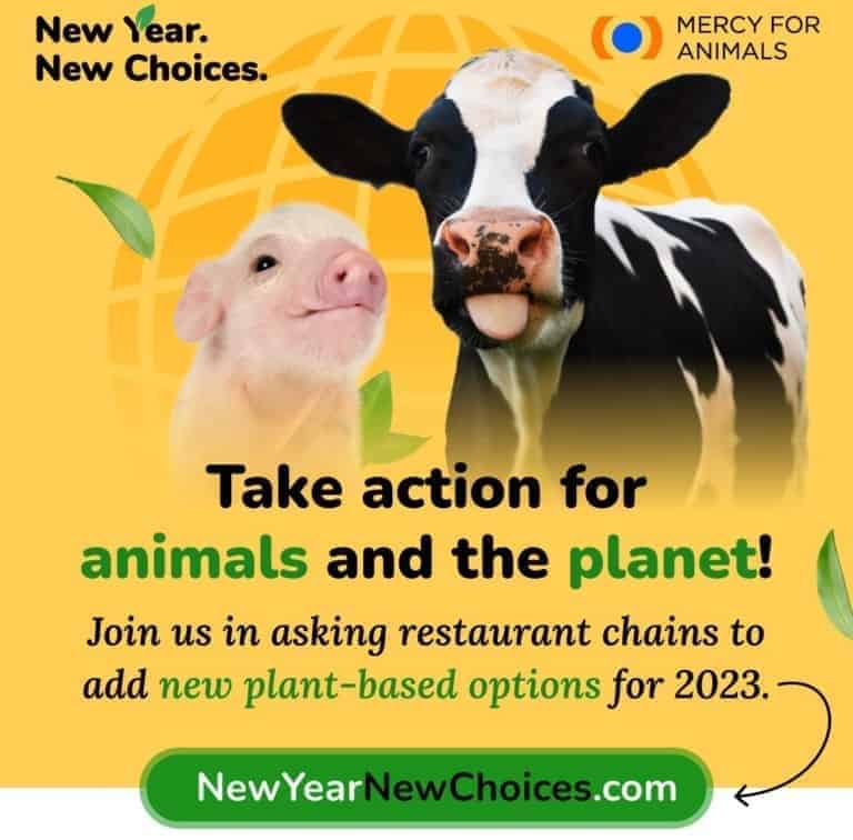 mercy for animals