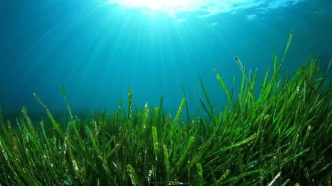 Algen in strahlend blauem Wasser. Die Sonne scheint von oben ins Meer hinein