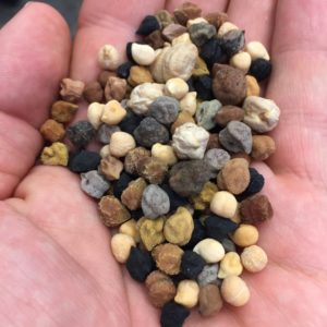 Kichererbsen mit ultrahohem Proteingehalt