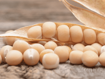 Erbsen-Kichererbsen-Protein-Roquette