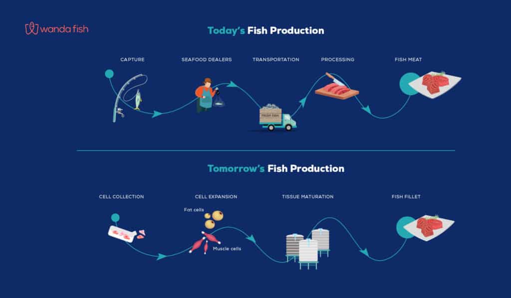 Fisch Produktion WandaFish