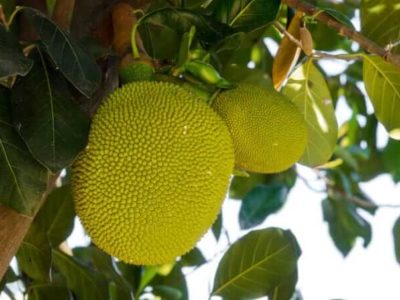 Jackfrucht Jackfruit