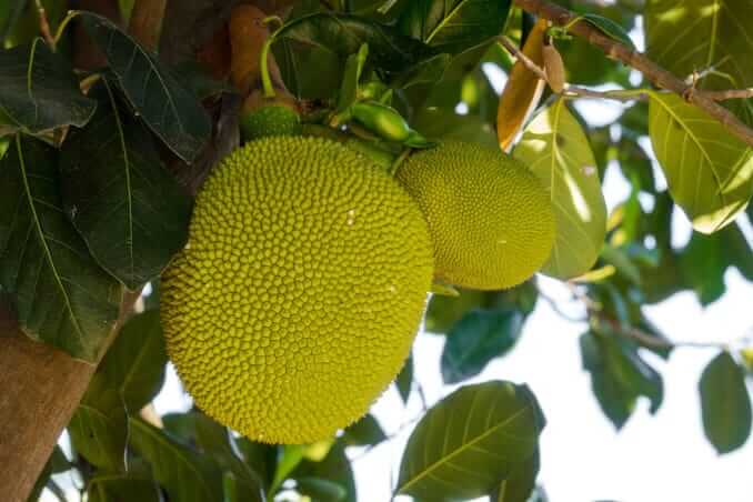 Jackfrucht Jackfruit