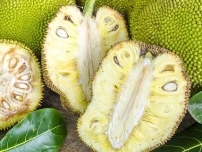 Jackfruit Frucht