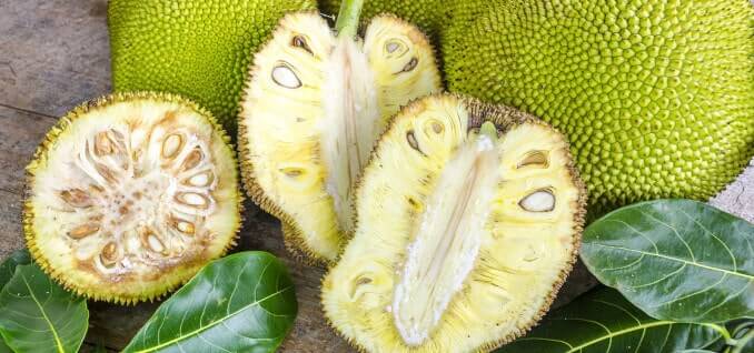 Jackfruit Frucht