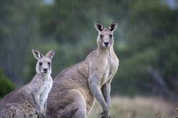 Känguru Australien Fleisch