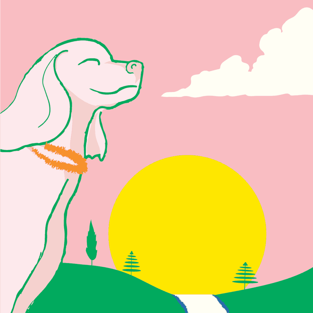 Noochies grafik