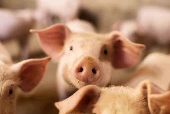 Schweine Fleisch Tierhaltung