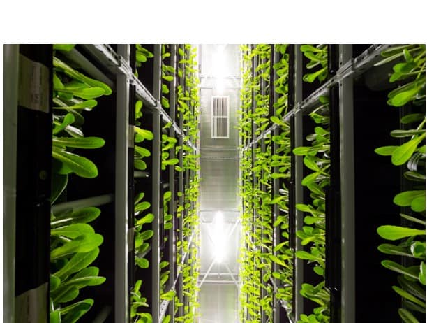 Vertifarm Beitragsbild