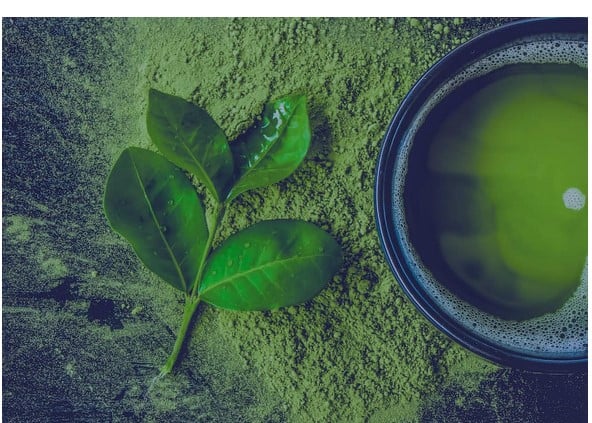 Plants2Market Sponsored Post Beitragsbild
