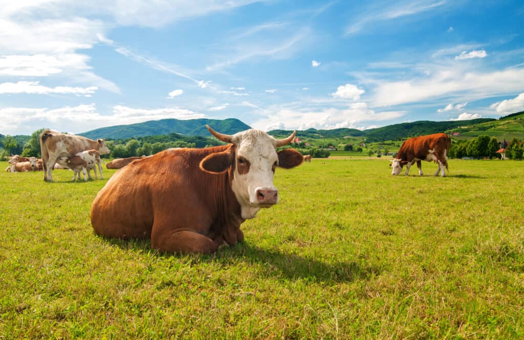 kuh auf feld