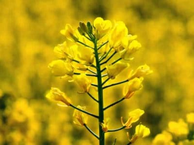 TU München Raps Protein