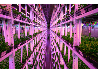 vertical farming
