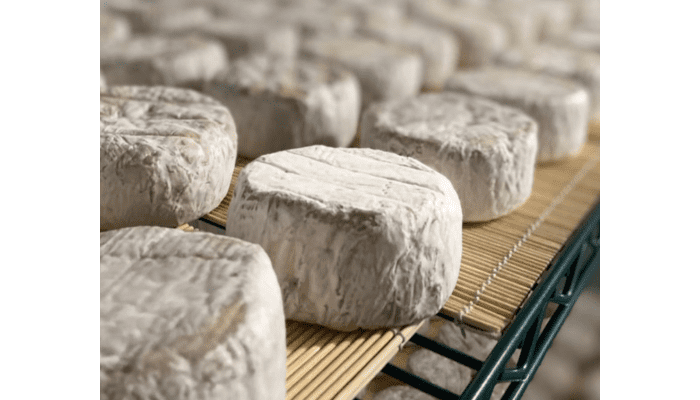veganer käse von organic garage