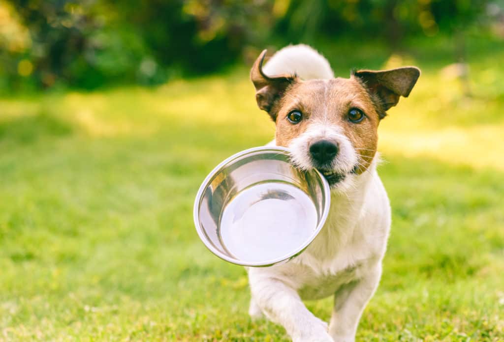 Good Dog Food