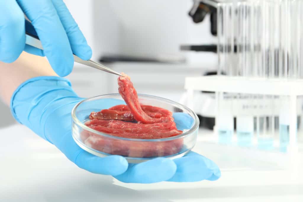 kultiviertes fleisch