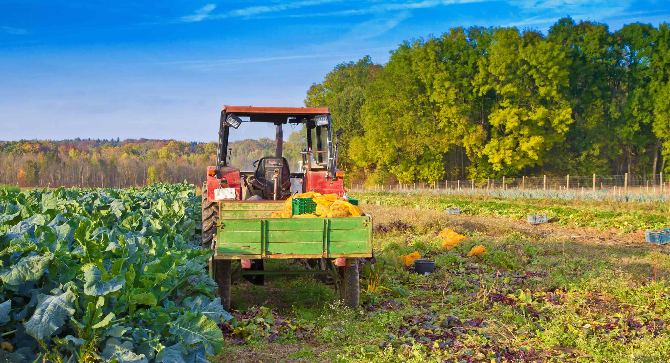 landwirtschaft anbau trecker feld gemüse obst3