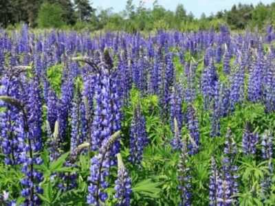 Wirtschaftlicher Anbau von Lupinen zur Herstellung von Fleischalternativen