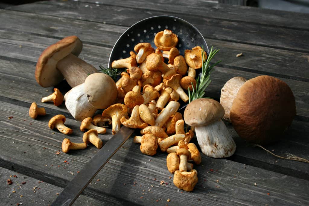 Pilze als funktioneller Inhaltsstoff auf dem Tisch