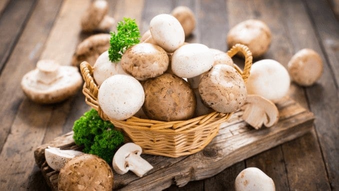 Pilze als proteinquelle bei veganer Ernährungåå