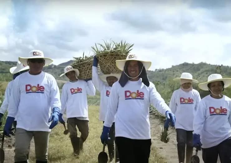 pineapple-farm-philippines-dole
