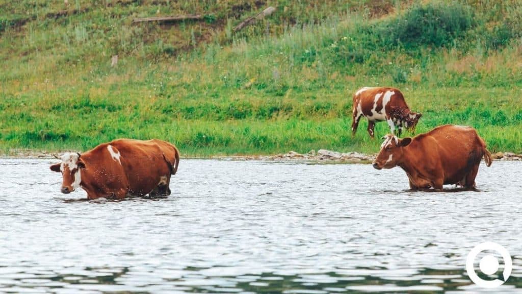 quest meat kühe laufen ins wasser