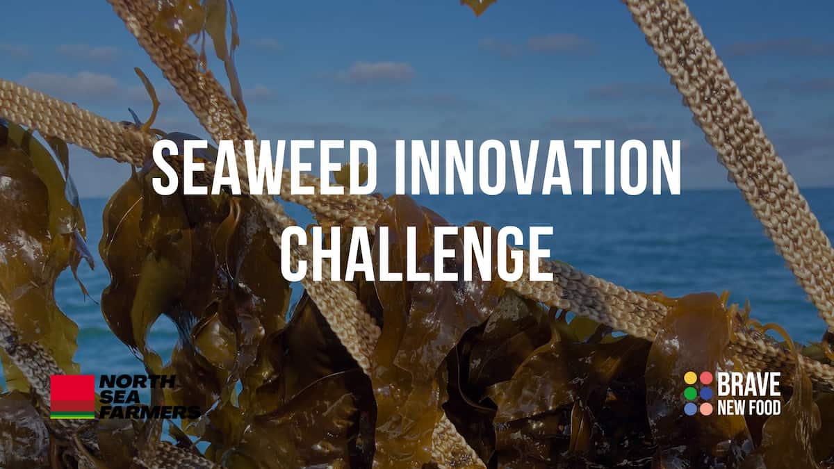 seaweed innovation challenge