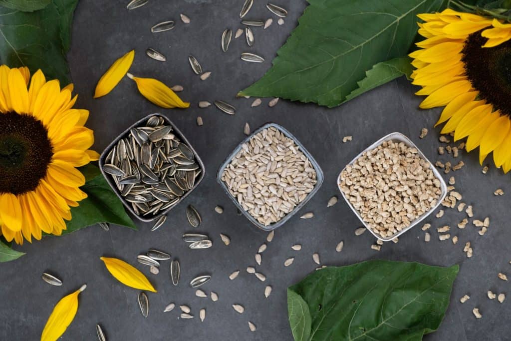 sonnenblumen protein