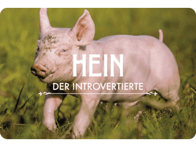 land der tiere schwein
