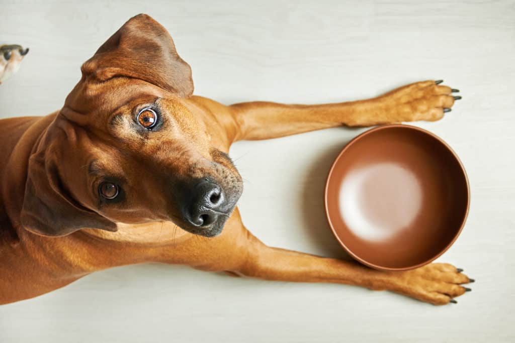 hund vor futterschale