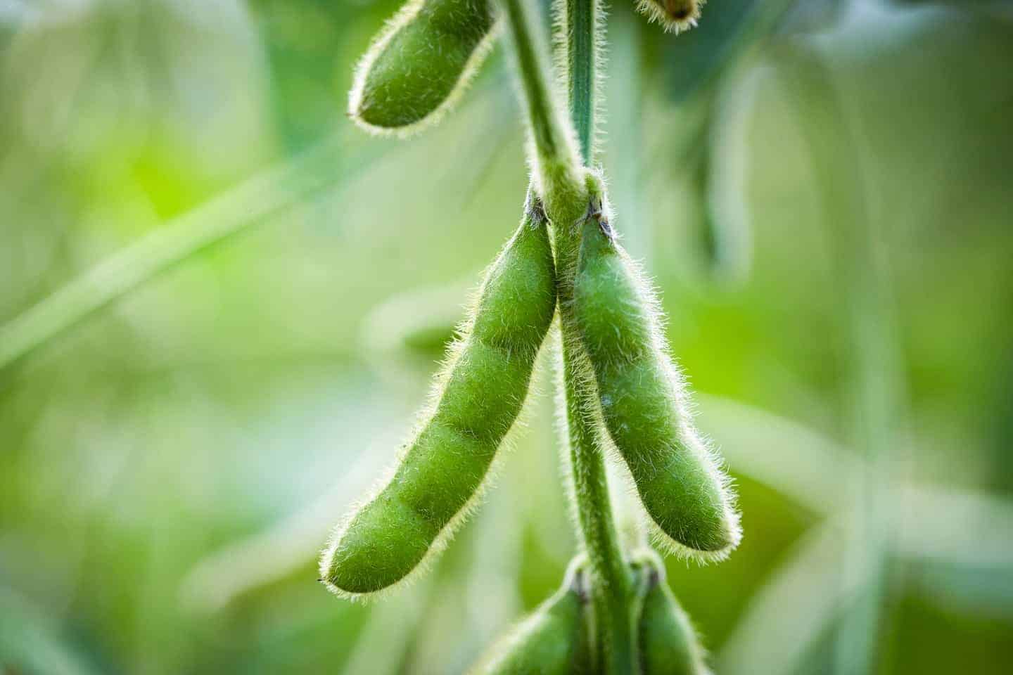 Soja