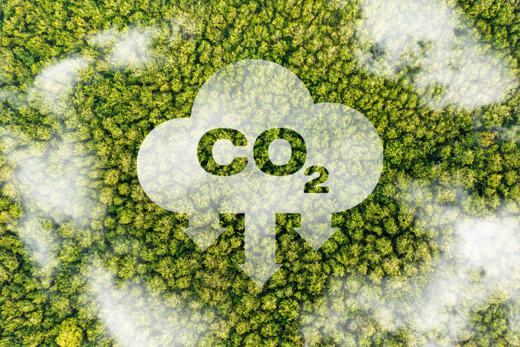 A picture of a forest taken from above, displaying in white CO2