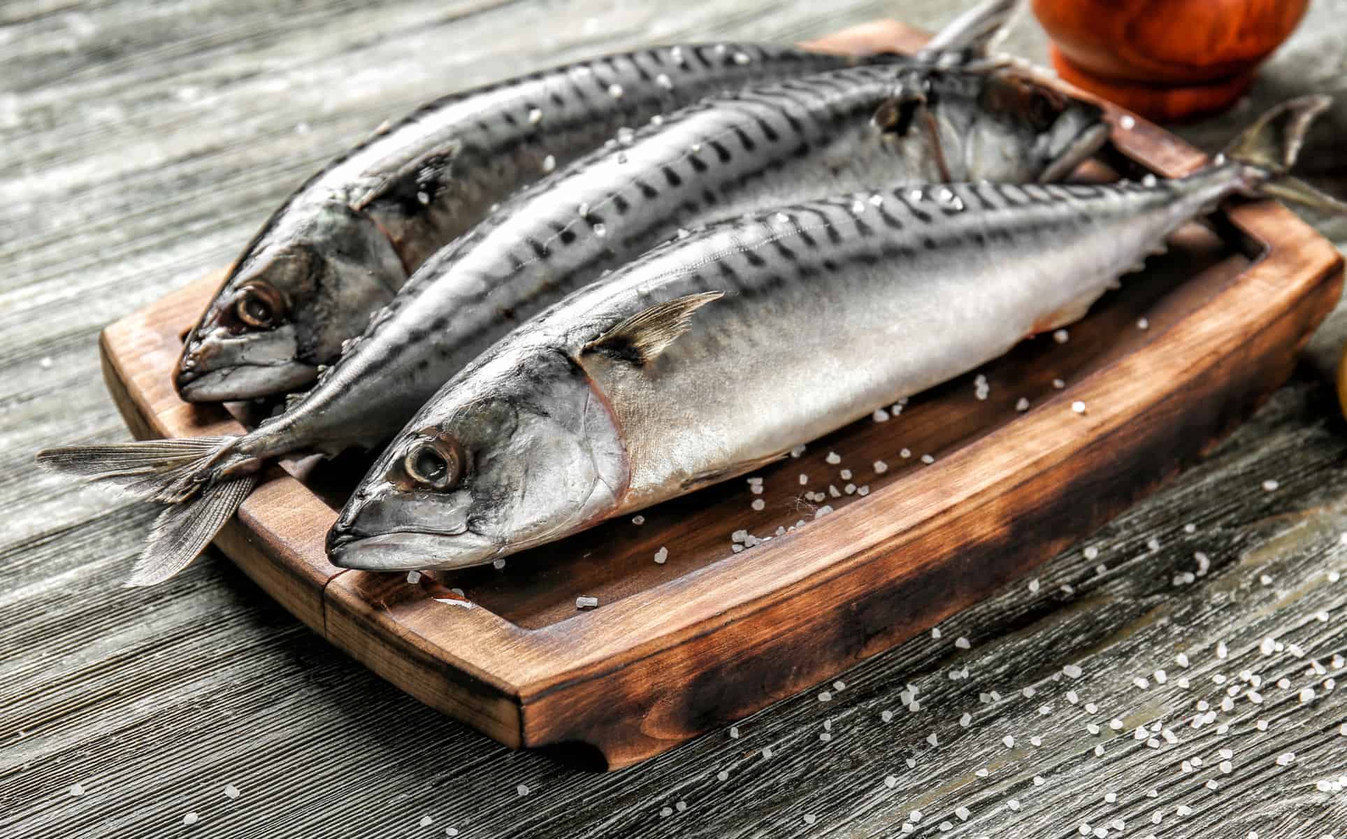 Tufts University Team creates first and only publicly available fish muscle cell line from the Atlantic mackerel