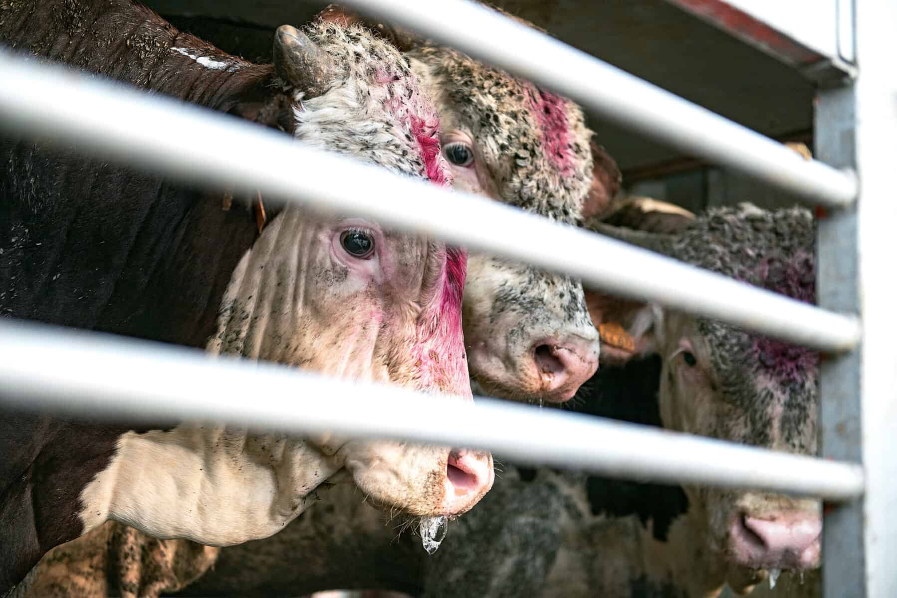 Cows on a truck
