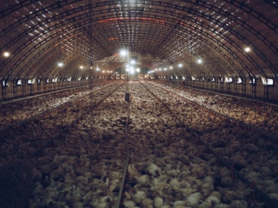 chicken factory farm