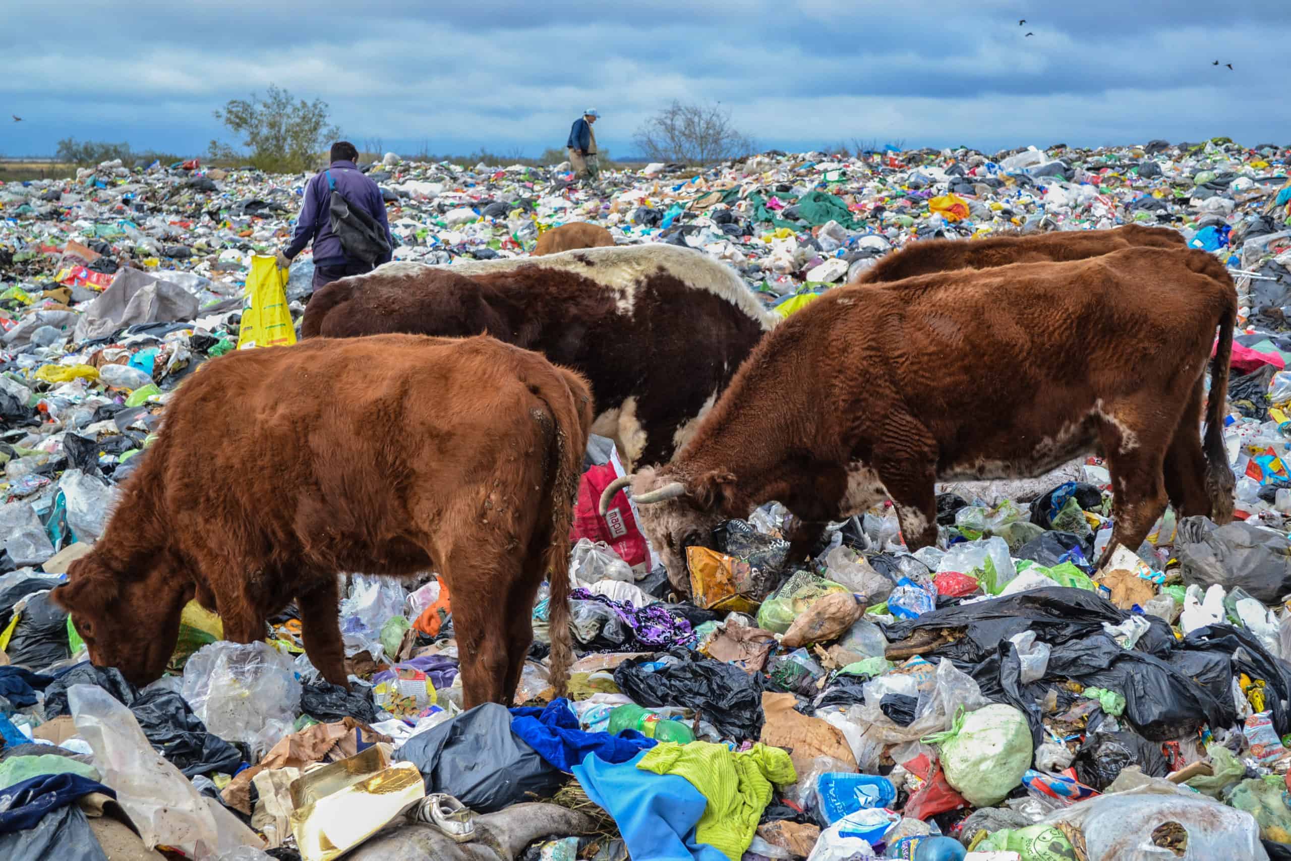 cows on landfill