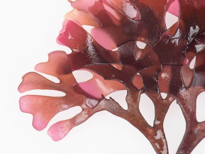 Irish Moss Carrageen Seaweed