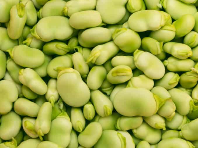 Fava or broad beans