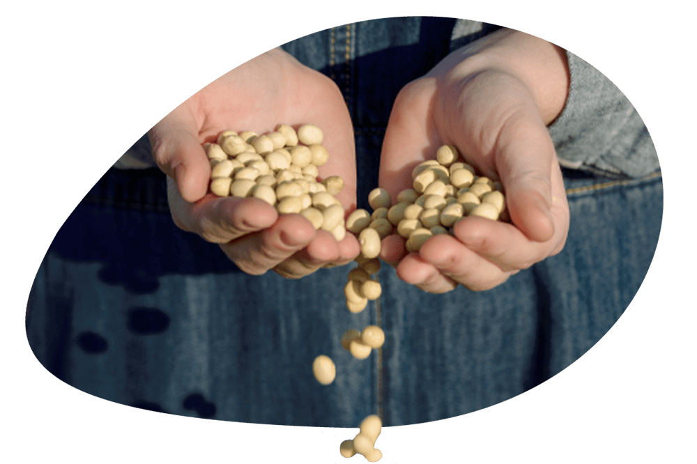 Japanese dairy giant Megmilk forms JV with Agrocorp to build pea protein facility in Malaysia