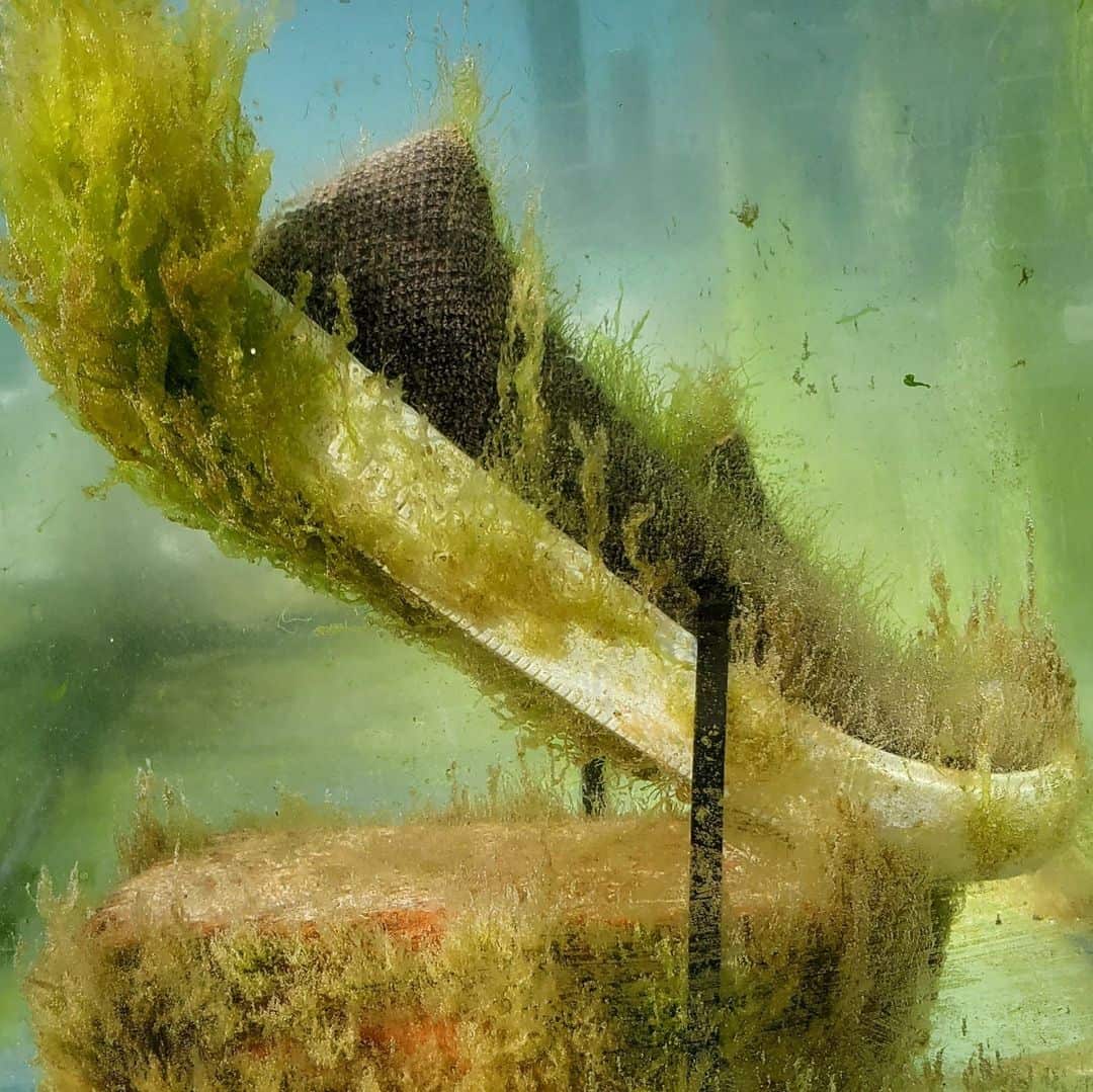 Algenesis produces a plastic-like material made from plants and algae that is biodegradable.