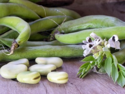 Fava Beans