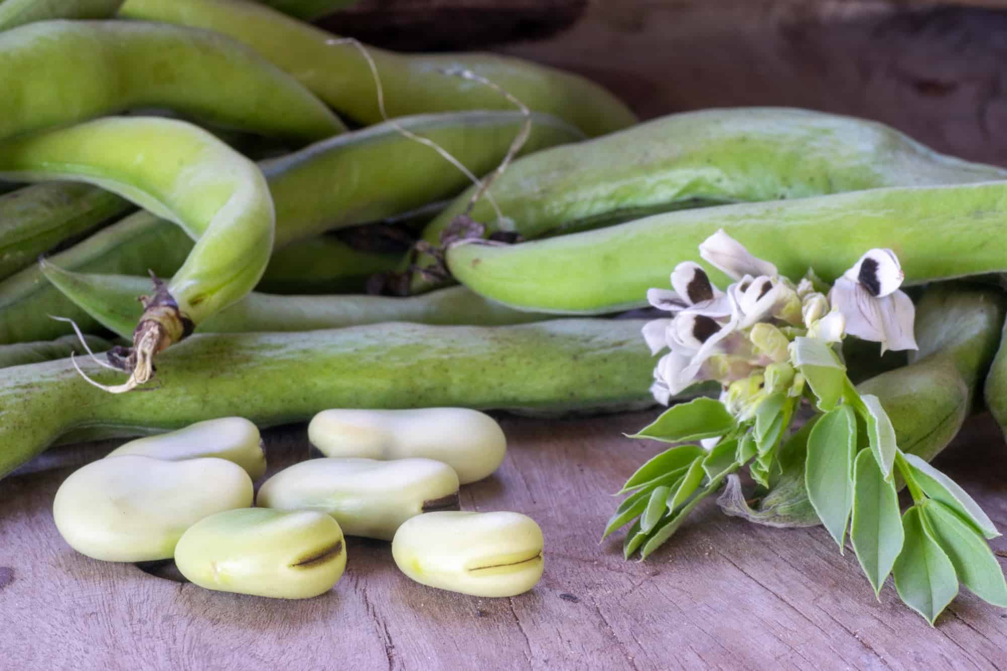 Fava Beans