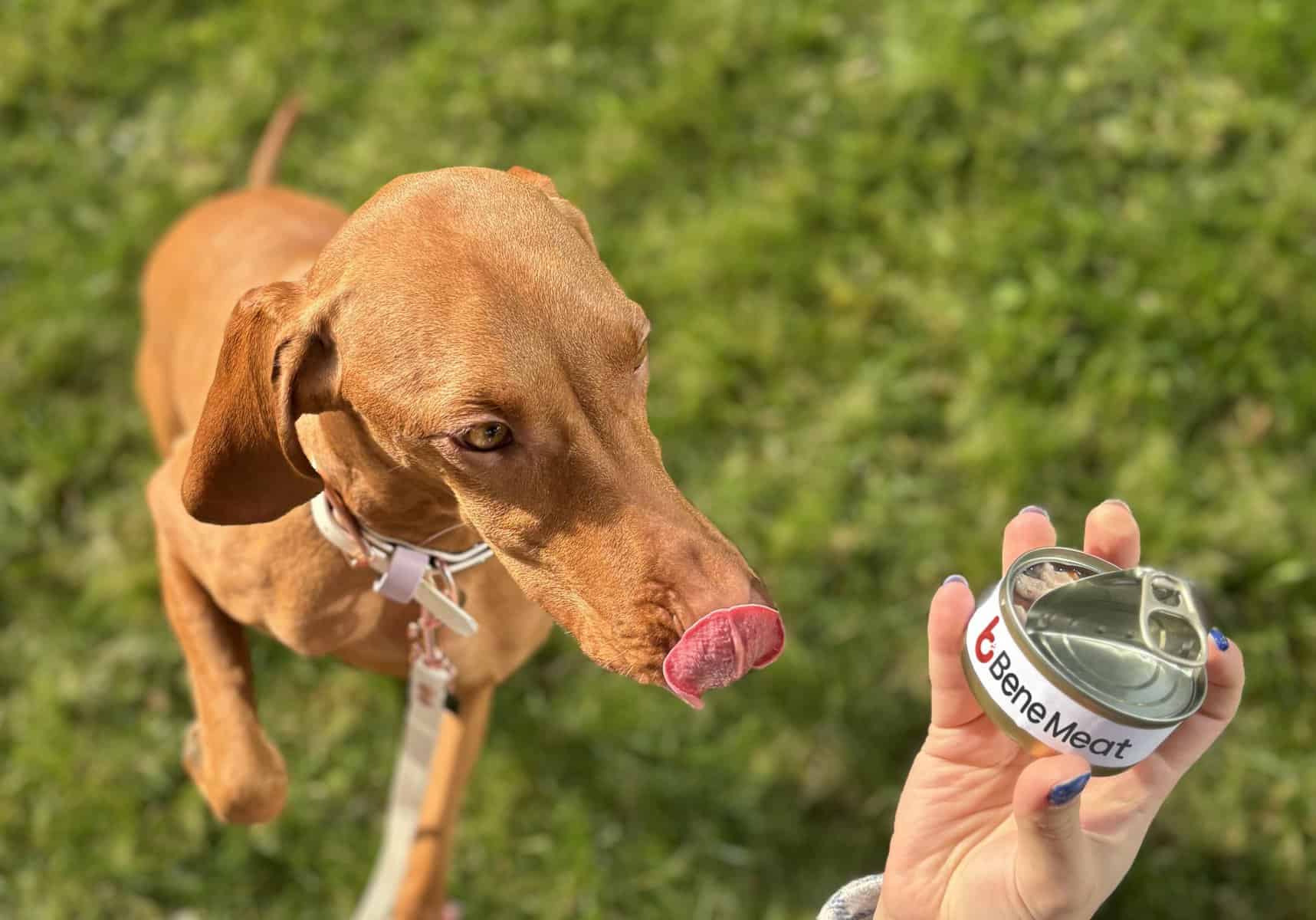 Czech startup Bene Meat Technologies (BMT) has become the first company in the world to obtain EU Certification to produce and sell cultivated meat for pet food.