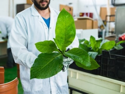 BioBetter uses the tobacco plant to cut cultivated costs
