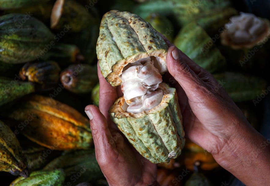 cacao fruit