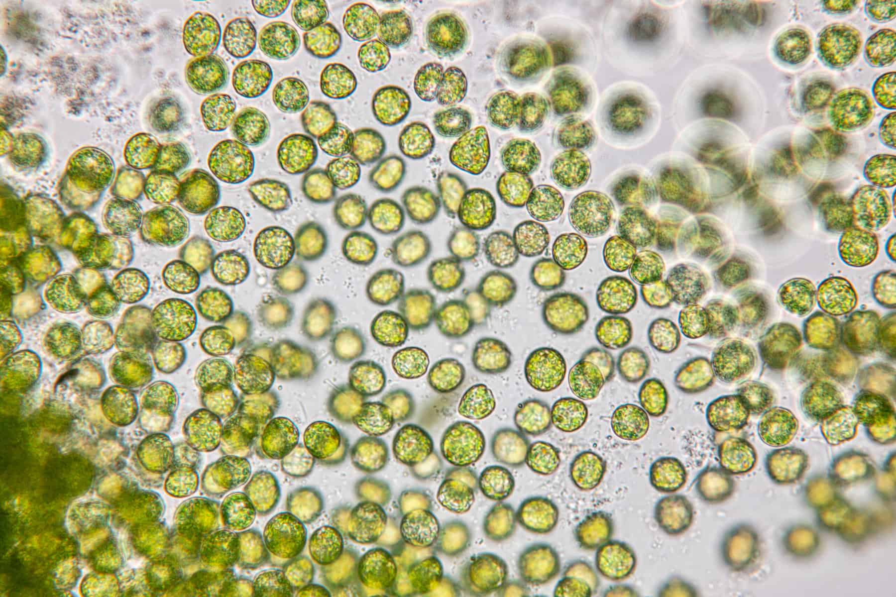 chlorella under microscope