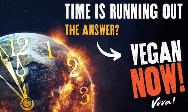 vegan now